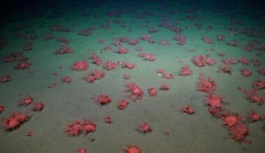 Deep-sea submersible films thousands of bizarre red animals 1,500m deep off coast of Argentina