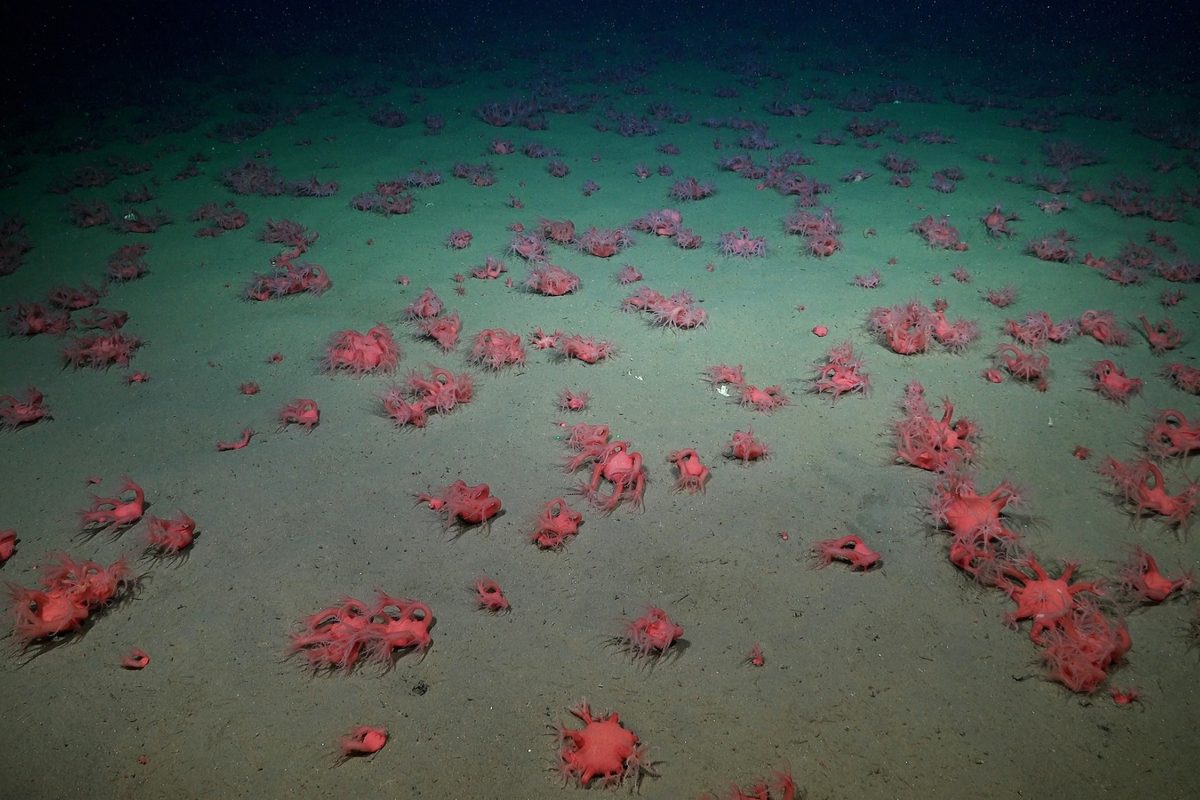 Deep-sea submersible films thousands of bizarre red animals 1,500m deep off coast of Argentina