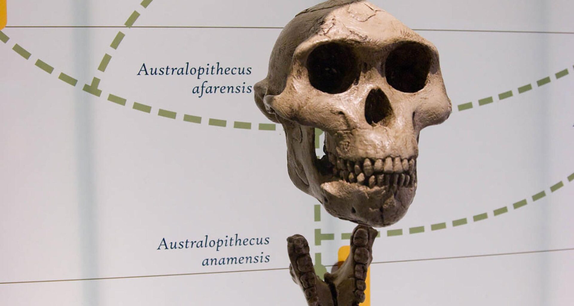 Australopithecus Skull Fossil on Display Exhibit