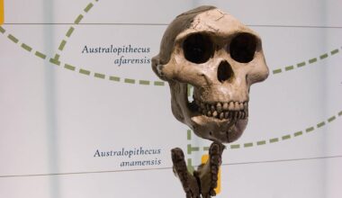 Australopithecus Skull Fossil on Display Exhibit