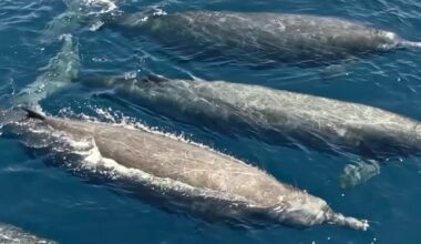 "Large, unidentified creatures" reported off Mexican coast. After long wait, the mysterious animals are finally identified