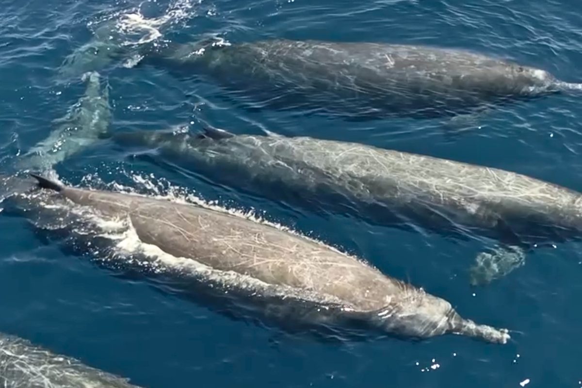 "Large, unidentified creatures" reported off Mexican coast. After long wait, the mysterious animals are finally identified