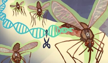 Stealth Genetic Switch in Mosquitoes Halts Malaria Spread