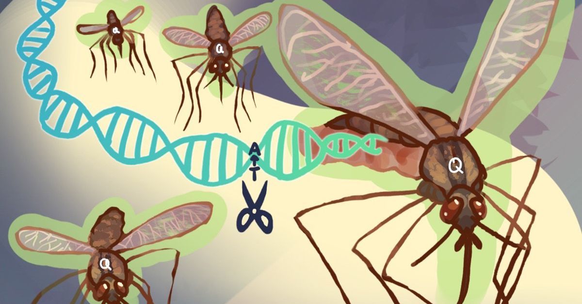 Stealth Genetic Switch in Mosquitoes Halts Malaria Spread