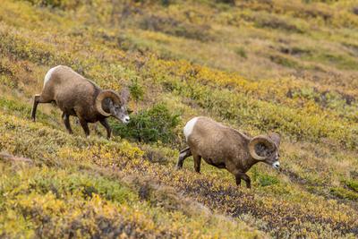 Bighorn rams in Jasper National Park in Canada. Trophy hunting has led to a decline in average horn size.