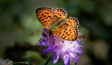 Horwood House Butterfly Resort: New Standard For Sustainable Tourism In United Kingdom