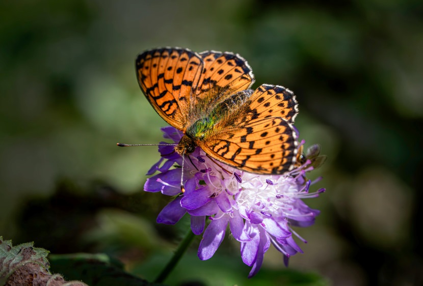 Horwood House Butterfly Resort: New Standard For Sustainable Tourism In United Kingdom