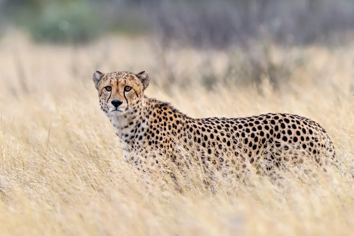 Cheetah (Panthera Pardus Pardus) in grass, Kalahari, Botswana