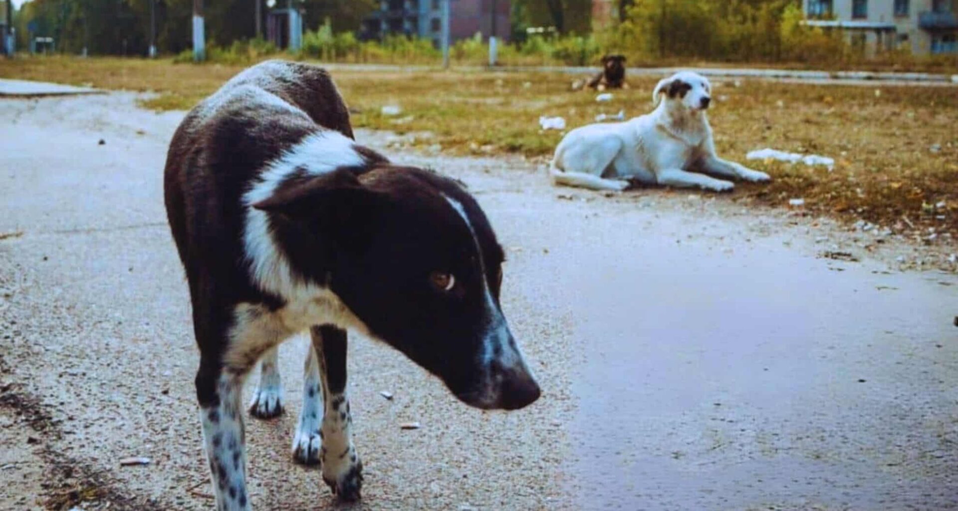 Chernobyl’s Dogs