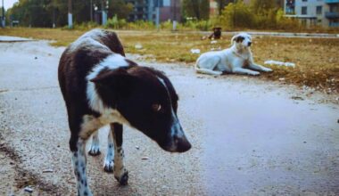 Chernobyl’s Dogs