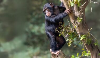 Our Ancestors May Have Walked Upright Long Before Leaving The Trees : ScienceAlert