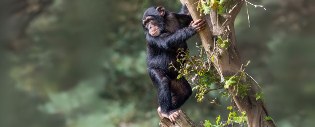 Our Ancestors May Have Walked Upright Long Before Leaving The Trees : ScienceAlert