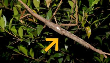 Giant Stick Insect Found Hiding in Rainforest May Be Australia's Heaviest : ScienceAlert