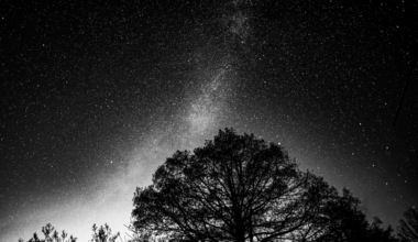 Black Moon: Dark trees and sky with white stars and a brighter band.