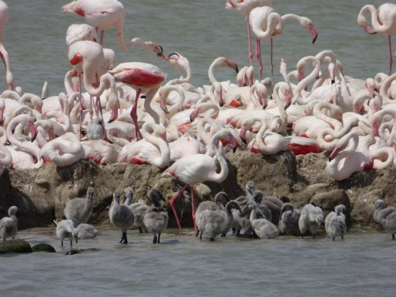 Colony of Flamingos With Their Chicks on the Fangassier Pond