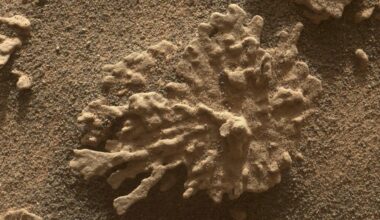 NASA Curiosity Rover Captures Photos of Coral-Like Rocks on Mars