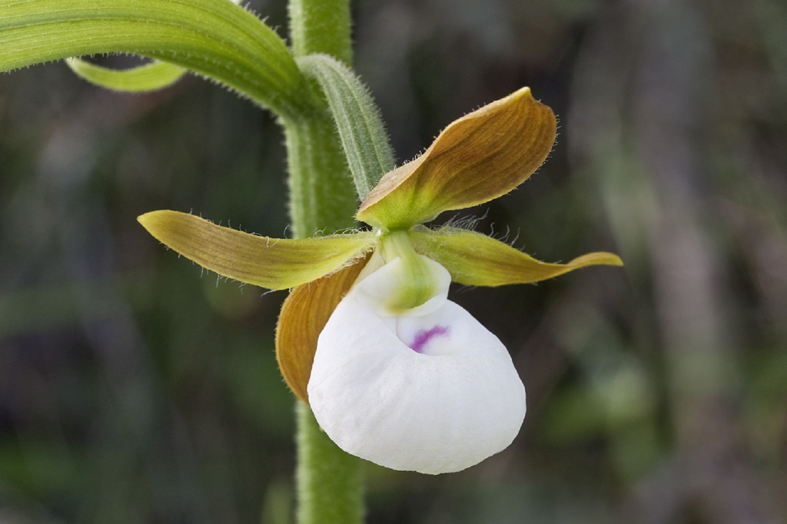 One of the tentative proposals that didn't make it to the CoP list is to transfer a native orchid in Western USA, called California lady's slippers, from Appendix II to Appendix I. All orchids are listed on CITES as they are heavily traded as ornamental plants.