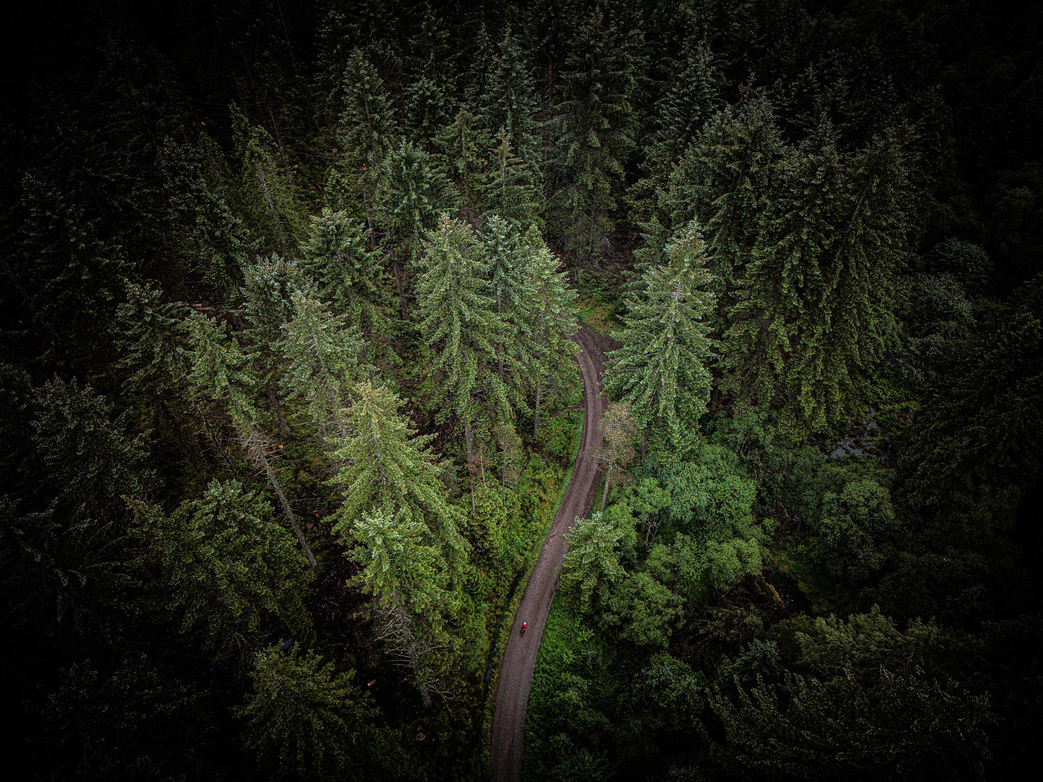 The high forests, damp and green. Photo: Markus Stitz
