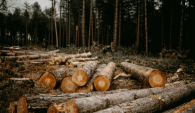 “More questions than answers” on EU deforestation policy