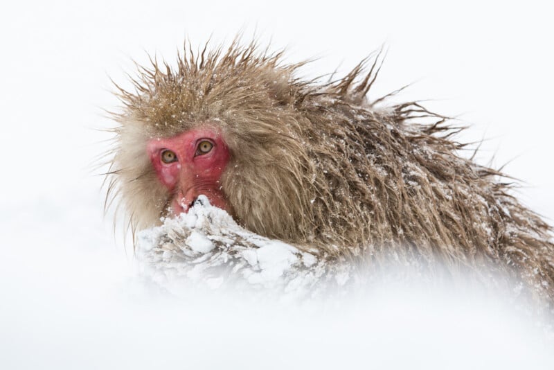 A Japanese macaque with a red face and wet, snowy fur sits in the snow, looking directly at the camera in a wintry, white environment.