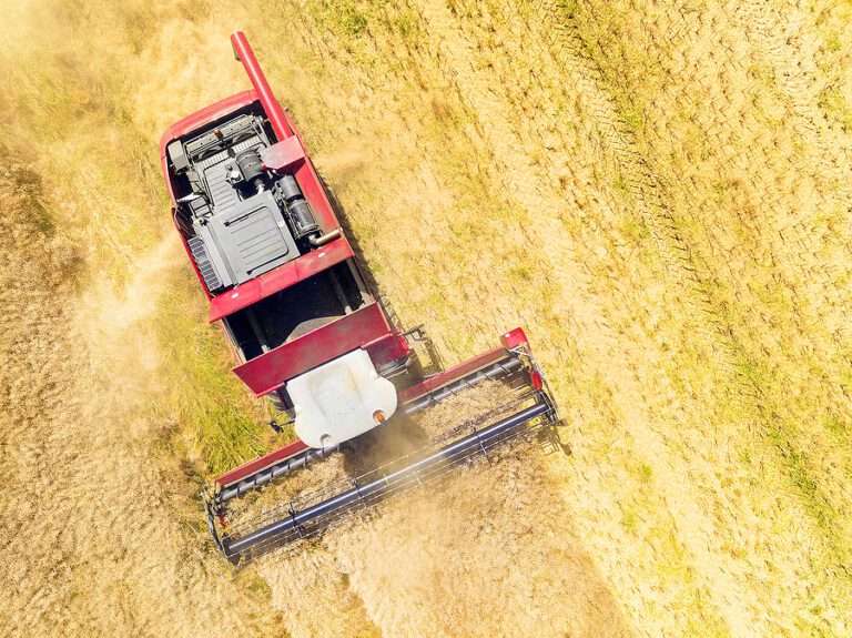 EU Commission lowers expectations for 2025 rapeseed harvest