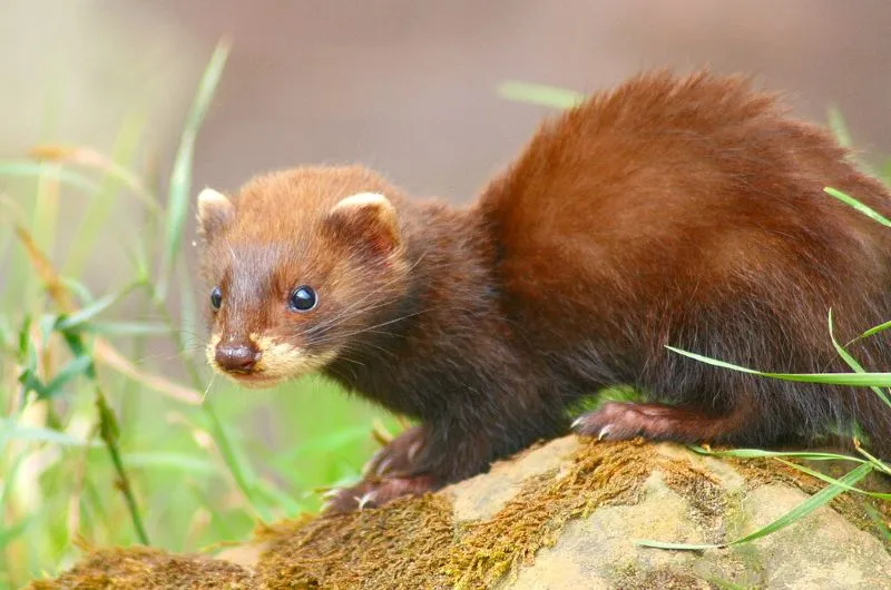 European polecat looking towards camera