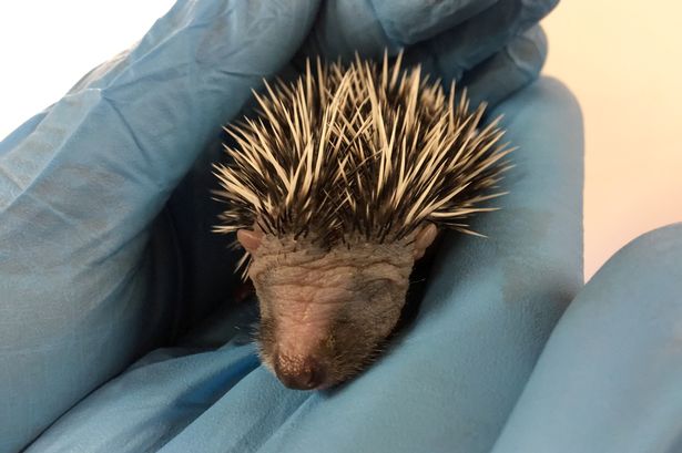 This family of four newborn hoglets are likely to be the first litter of hedgehogs born this year, as climate change takes a toll on mating seasons.