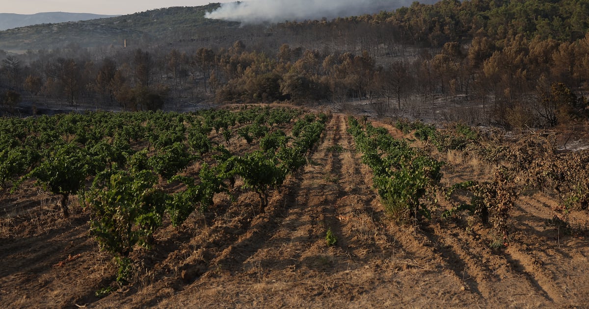 France battles biggest wildfire in seven decades, as winemakers point to loss of ‘fire break’ vineyards – The Irish Times