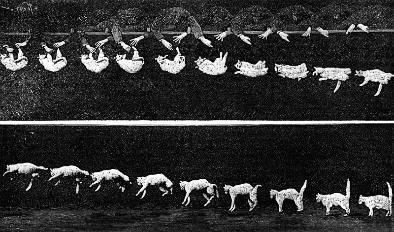 Multiple frames taken by Étienne-Jules Marey show how the cat twists mid-air to land on its feet
