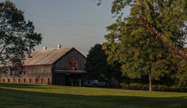 High-rolling St George - The Owner Breeder