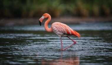 Flamingo Pond