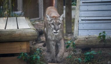 UCF Researcher Helps Confirm Genetic Restoration Success for Florida Panthers