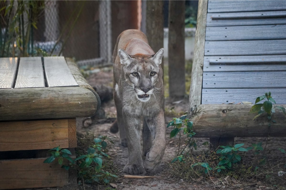 UCF Researcher Helps Confirm Genetic Restoration Success for Florida Panthers