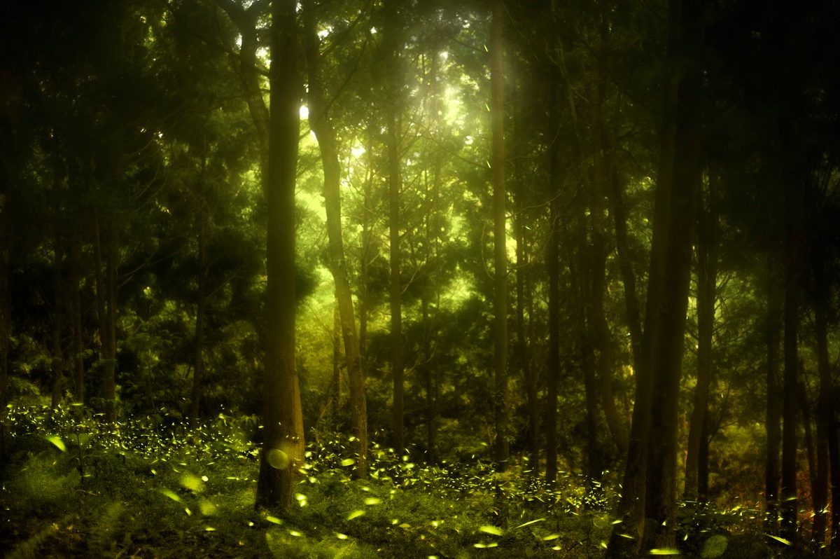 When spider scientists went into a Taiwanese forest at night, they discovered a deadly trap