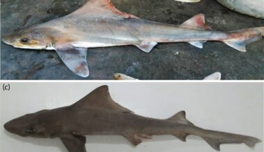 Rare shark species thought to be extinct rediscovered after decades