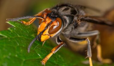 How to recognise an Asian hornet and what to do if you see one – The Irish Times