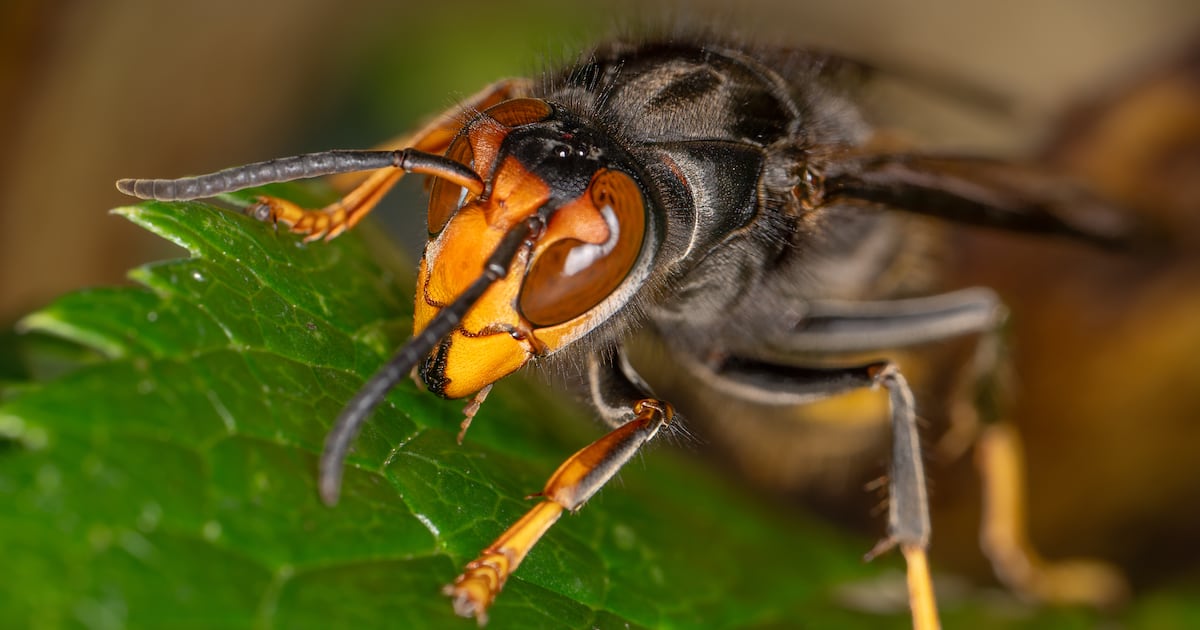 How to recognise an Asian hornet and what to do if you see one – The Irish Times