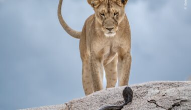 Wasp on a broomstick and cobra faces a lion: An early look at Wildlife Photographer of the Year 2025
