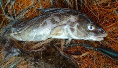 Shrinking Cod: How Humans Are Impacting the Evolution of Species