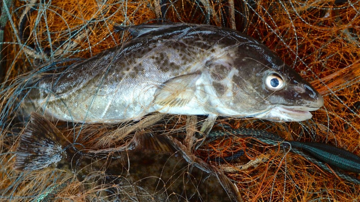 Shrinking Cod: How Humans Are Impacting the Evolution of Species