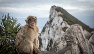 Gibraltar is captured by the British