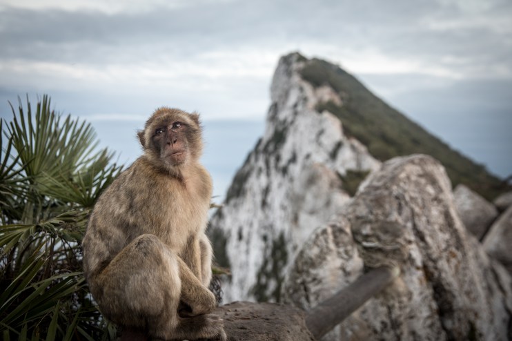 Gibraltar is captured by the British