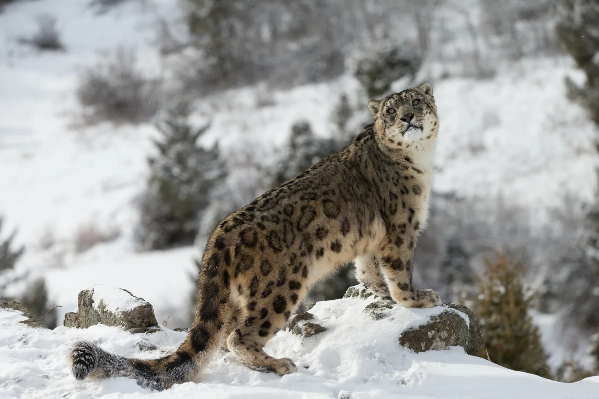 Snow leopard amongst the rocks.  through-my-lens/Getty