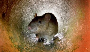 I’m a pest controller – after the summer heatwaves, Britain is on the brink of a vermin explosion