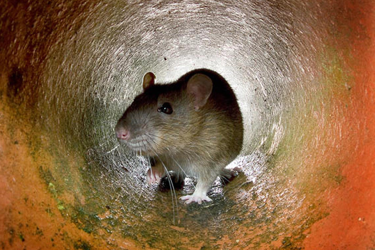 I’m a pest controller – after the summer heatwaves, Britain is on the brink of a vermin explosion