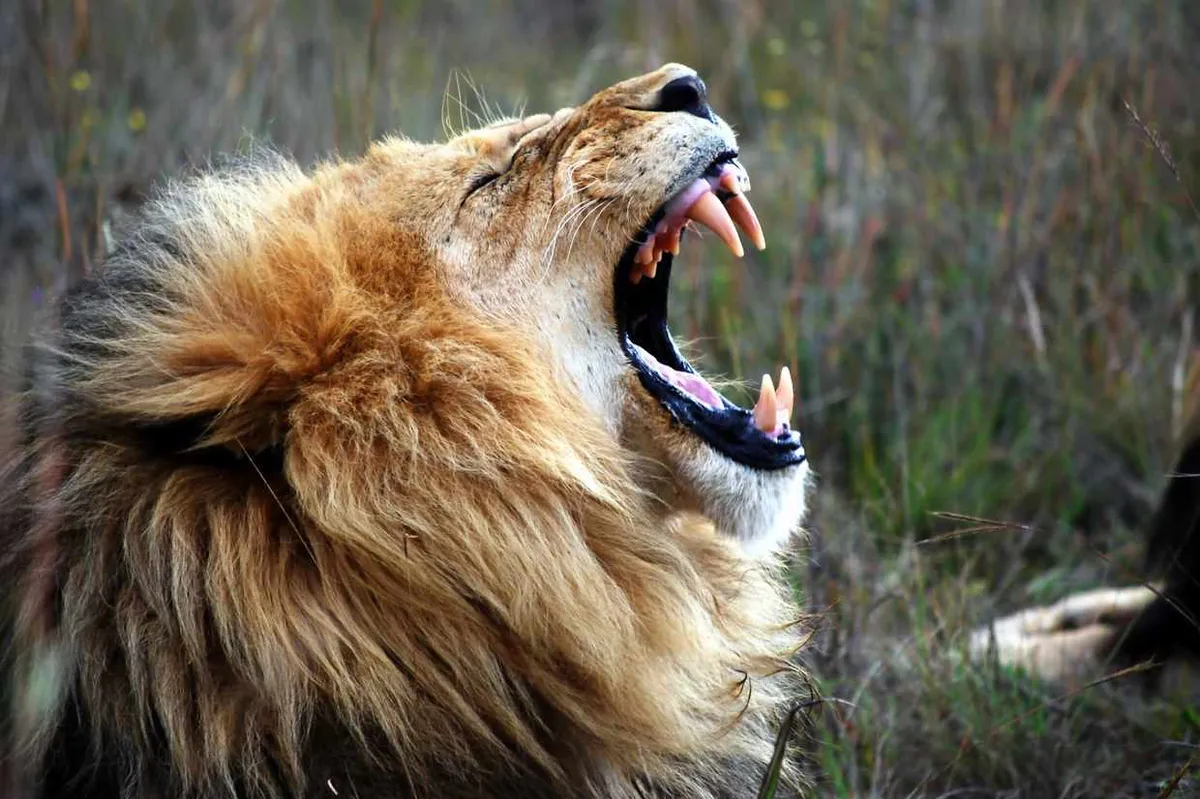 Close-up of lion roaring. Mark Chilton/EyeEm/Getty