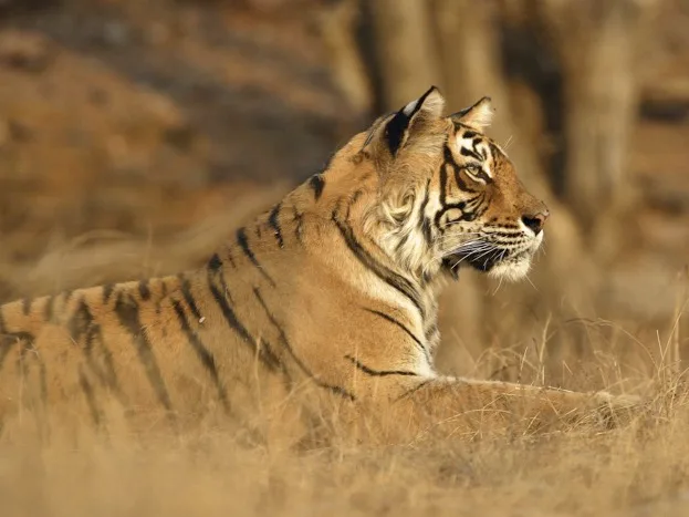 4, 741 is the projected global tiger population in 2022 should the current rate of increase in numbers be maintained. © dickysingh/iStock
