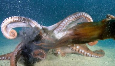 Diver films gigantic sea creatures clashing near Korean Demilitarised Zone