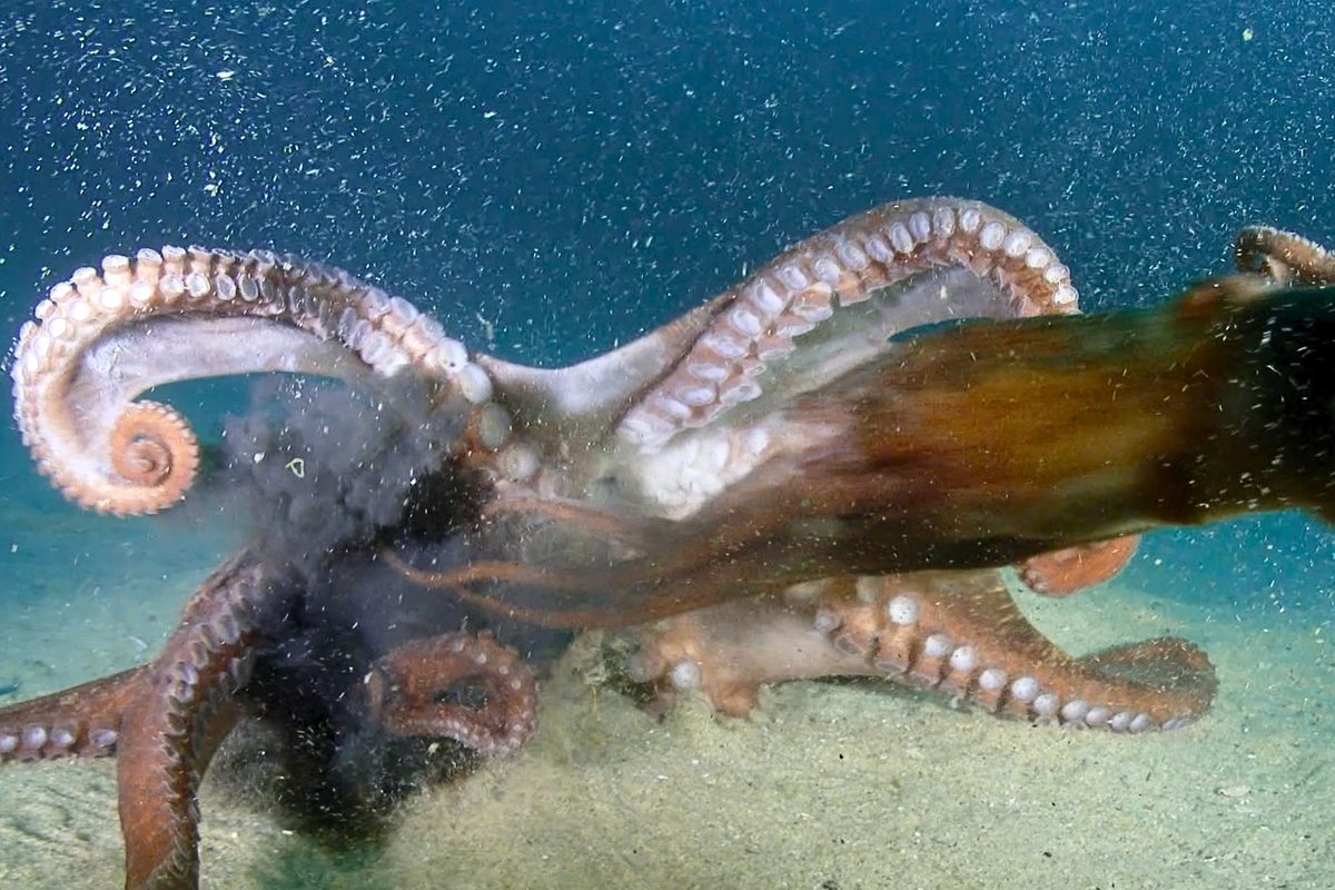 Diver films gigantic sea creatures clashing near Korean Demilitarised Zone
