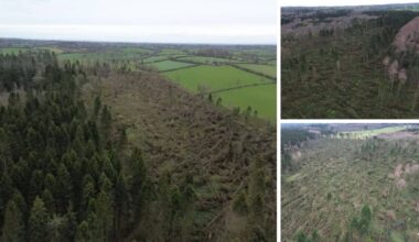 Gosford Forest Park recovery could take up to 10 years after thousands of trees felled by storm – Armagh I